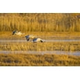 thumbnail image 2 of Lord, Fred 14x11 Gold Ornate Wood Framed with Double Matting Museum Art Print Titled - New Mexico Greater sandhill cranes landing, 2 of 4