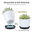 thumbnail image 6 of Liamobondopolis 3.3" White Self-Watering Planter with Black Saucer, Mini Automatic Pot for Succulents & Indoor Desk Plants, 6 of 6