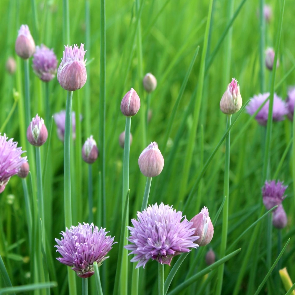 10 Mature Chive Plants Live, Hardy Garlic Chives from 3 to 5 Inch, Outdoor Indoor Planting