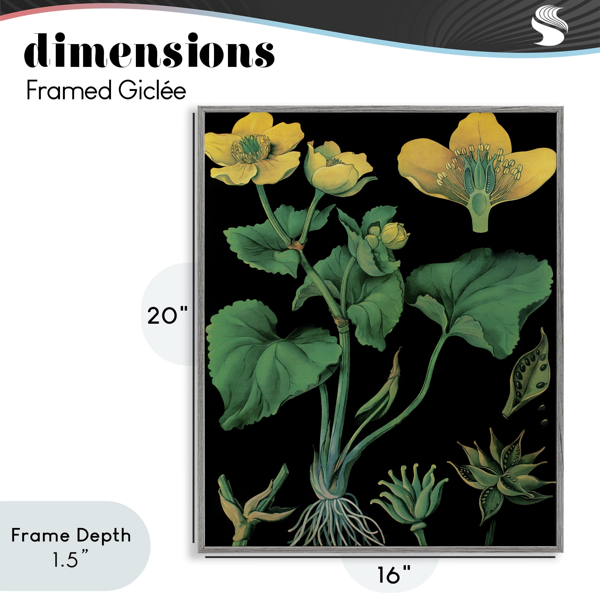 Stupell Industries Marsh Marigold Illustration Study Gray Framed Giclee Art, design by Vintage Hustle