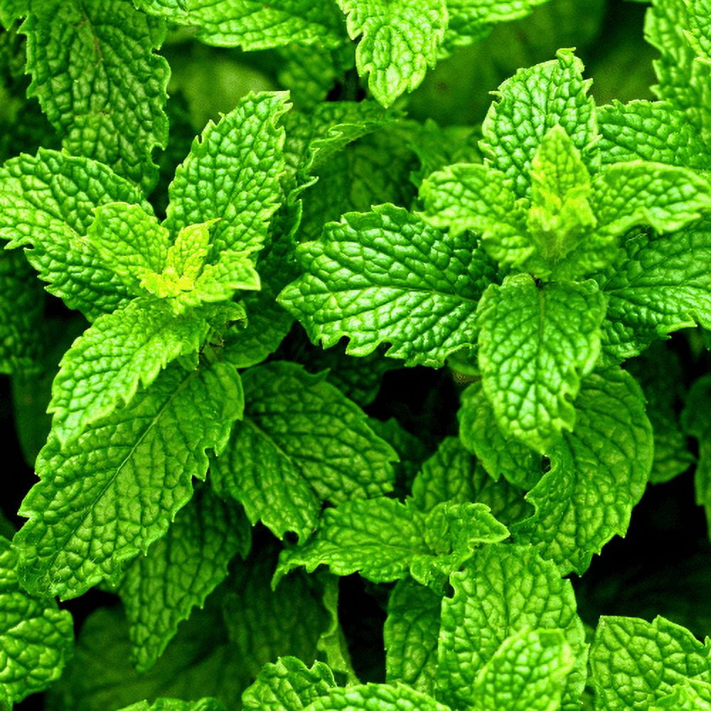 (3 pack) Mainstays Pure Peppermint Essential Oil, 15ml, 1 Pack