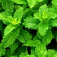 thumbnail image 4 of Mainstays Pure Peppermint Essential Oil, 15ml, 1 Pack, 4 of 7