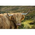 thumbnail image 2 of Jaynes Gallery 24x17 Gold Ornate Wood Framed with Double Matting Museum Art Print Titled - Scotland-The Isle of Skye Close-up of highland cow, 2 of 4