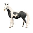 thumbnail image 2 of Dianhelloya Realistic PVC Horse Model Toy for Kids, Educational Animal Figurine, Durable Home Decor, Creative Play Gift, Safe Toddler Learning Resource (3+ Years), 2 of 8