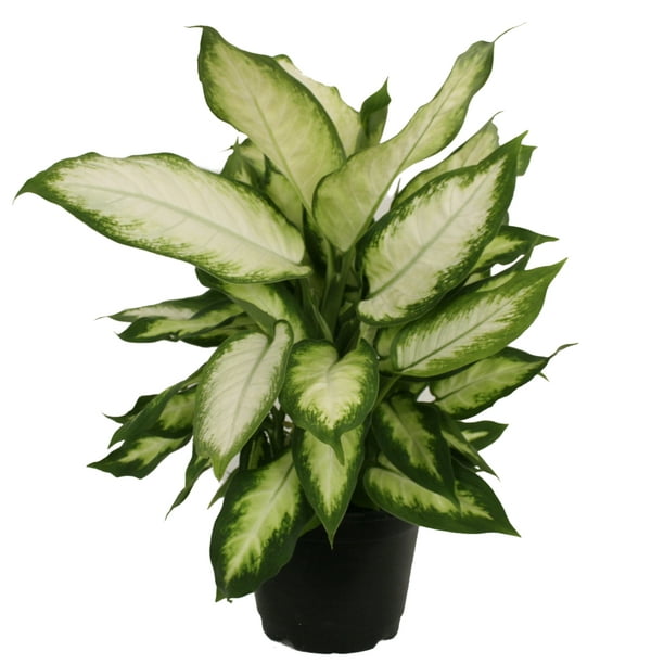 Costa Farms Live Indoor 12in. Tall Green Dieffenbachia, Indirect