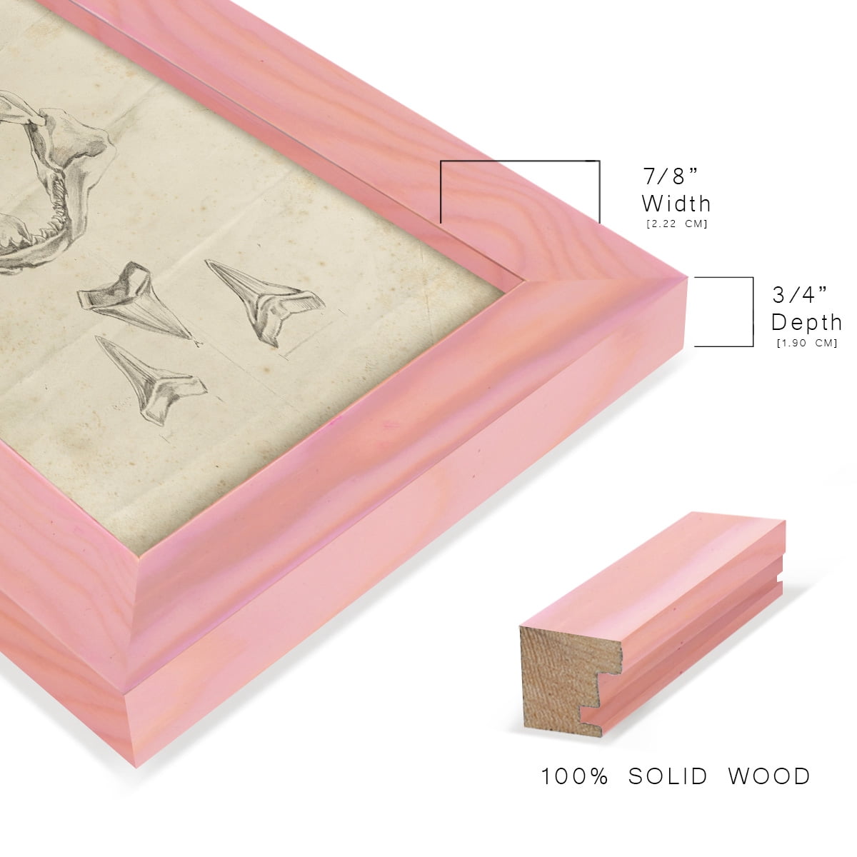 Shark Study II - Framed Print w/glass - Sunset Pink