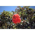 thumbnail image 3 of Tropical Seeds - Red Flowering Gum - Corymbia ficifolia Tree -25 Seeds -Flowering Gum -Serendipity Seeds, 3 of 6
