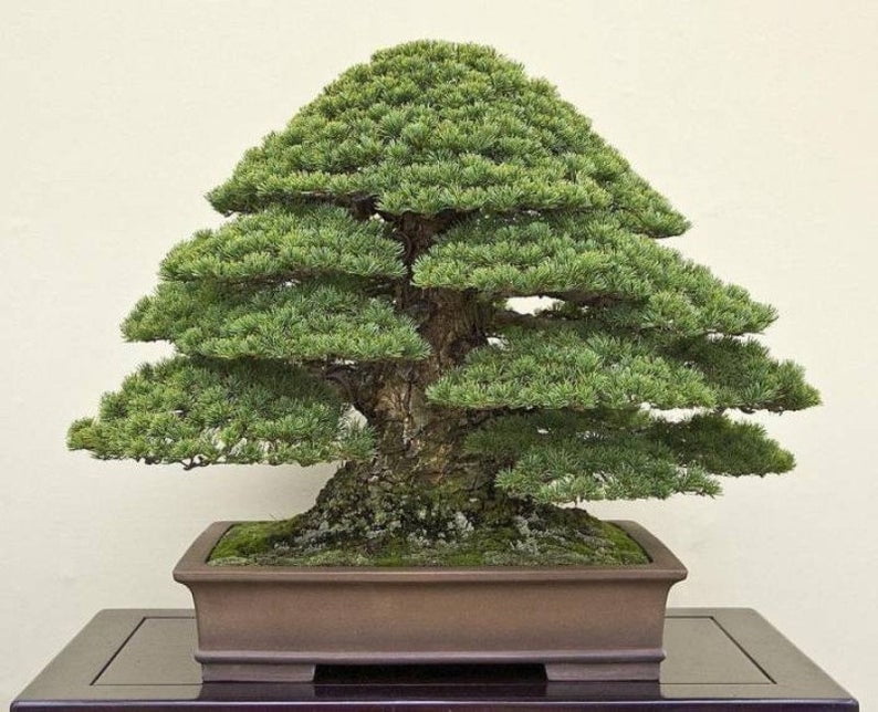 100 Japanese Pine Tree Seeds Pinus Perennial Decor Plant Bonsai in Garden Home 