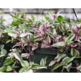 thumbnail image 5 of Tradescantia Zebrina Plant Live for Planting, Purple Wandering Jew Live Plant 2 Inch Pot, Tradescantia Live Plant, 5 of 8