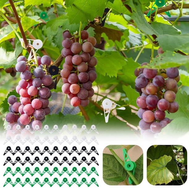Wmhnj 60 pinzas ajustables para entrenamiento de plantas, con tallos flexibles de 360 grados, accesorios de jardinera de plstico de 3,2 x 1,3 cm.