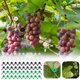 thumbnail image 1 of Wmhnj 60 pinzas ajustables para entrenamiento de plantas, con tallos flexibles de 360 grados, accesorios de jardinera de plstico de 3,2 x 1,3 cm., 1 of 9