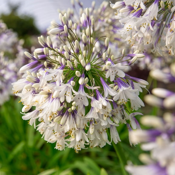 Southern Living Ever Twilight Agapanthus 'Lily of the Nile' Live Shrub in 2.5-Quart Grower Pot