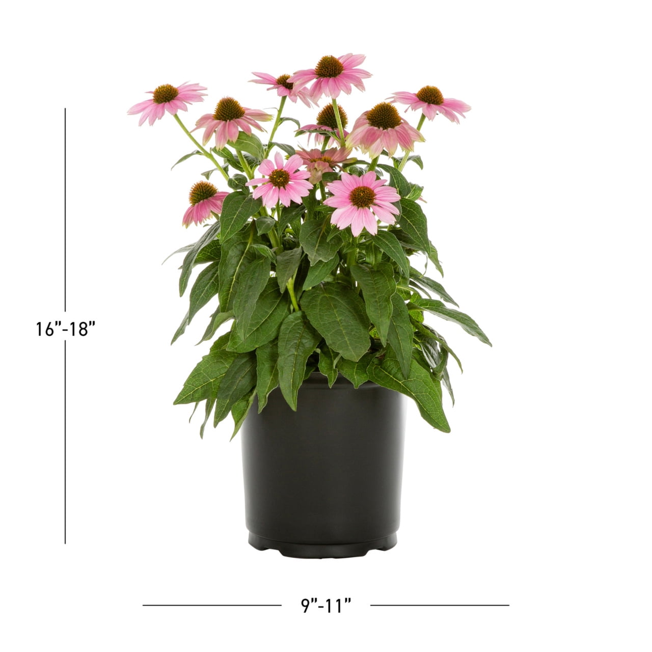 Expert Gardener 2QT Pink Echinacea Live Perennial Plant Sun 3-Pack