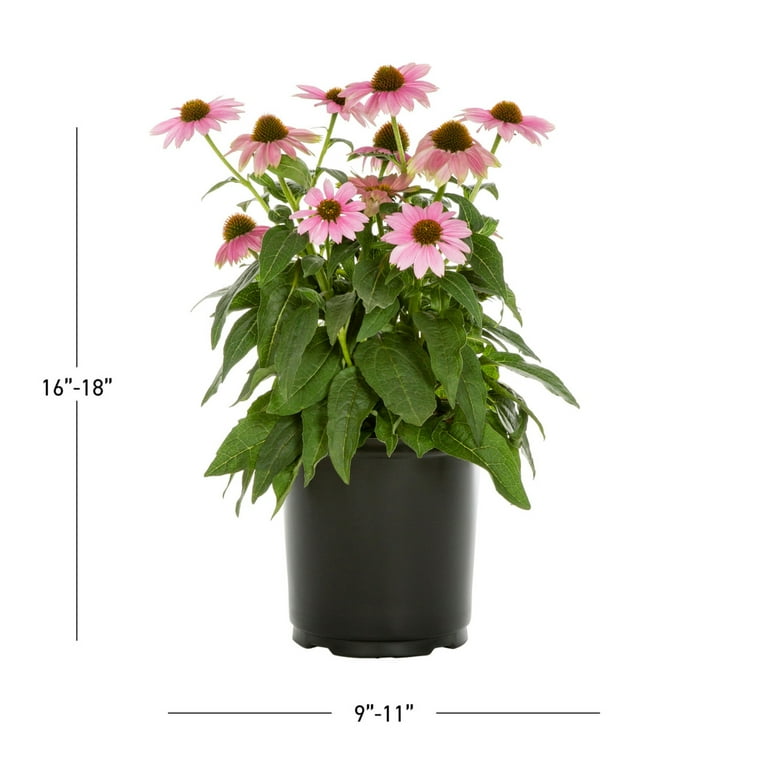 Expert Gardener 2.5QT Pink Echinacea Live Perennial Plant Sun 3