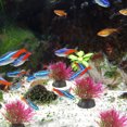 thumbnail image 1 of BALAHAPY 20Ud Ornamentación Con Artificiales Para De Peces, 1 of 6
