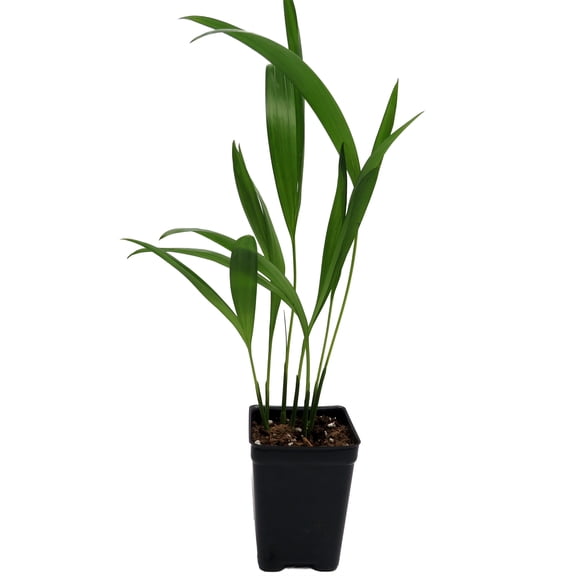 Areca Butterfly Palm - Chrysalidocarpus lutescens - Easy House Plant - 2.5" Pot