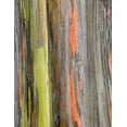 thumbnail image 2 of Hellmann, Stan 15x18 White Modern Wood Framed Museum Art Print Titled - Eucalyptus Bark III, 2 of 4