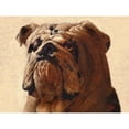 thumbnail image 3 of Fluharty, Thomas 18x15 Black Modern Framed Museum Art Print Titled - Bulldog, 3 of 5