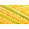 Golden Bantam Sweet Corn STF9 Seeds