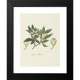 thumbnail image 2 of Robert Jacob Gordon 19x24 Black Modern Framed Museum Art Print Titled - Rothmannia Capensis Thunb, Formerly Gardenia Capensis Druce (Wild Gardenia or Common Rothmannia) (1777 - 1786), 2 of 5