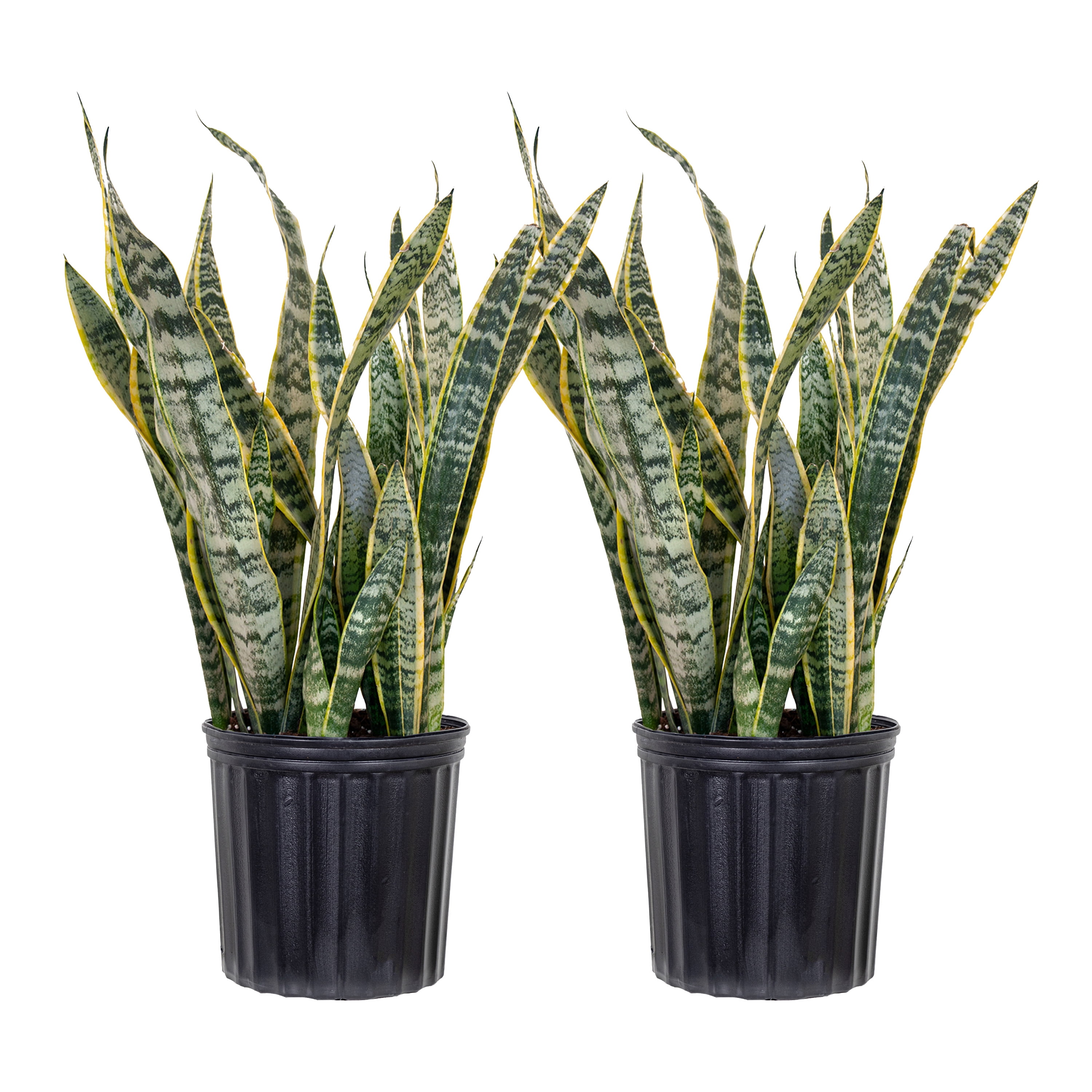 72 希少良型 Sansevieria eilensis Lav.10178 サンスベリア