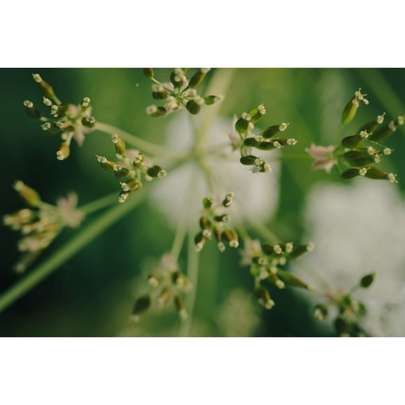 Winter Chervil Seeds/ Annual/ Full Shade/800 Seeds 2 Grams/ Zellajake Farm and Garden - B184