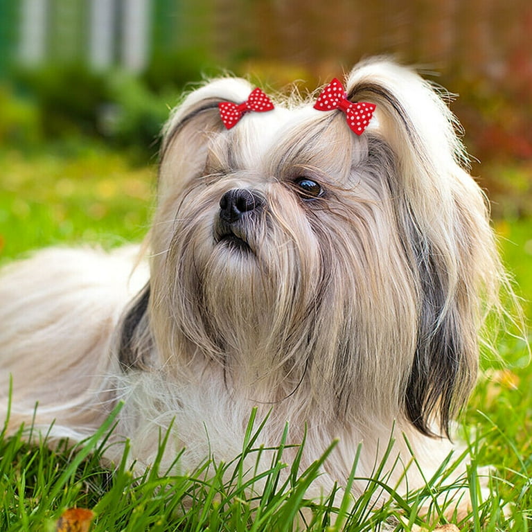 Shih tzu hot sale hair clips