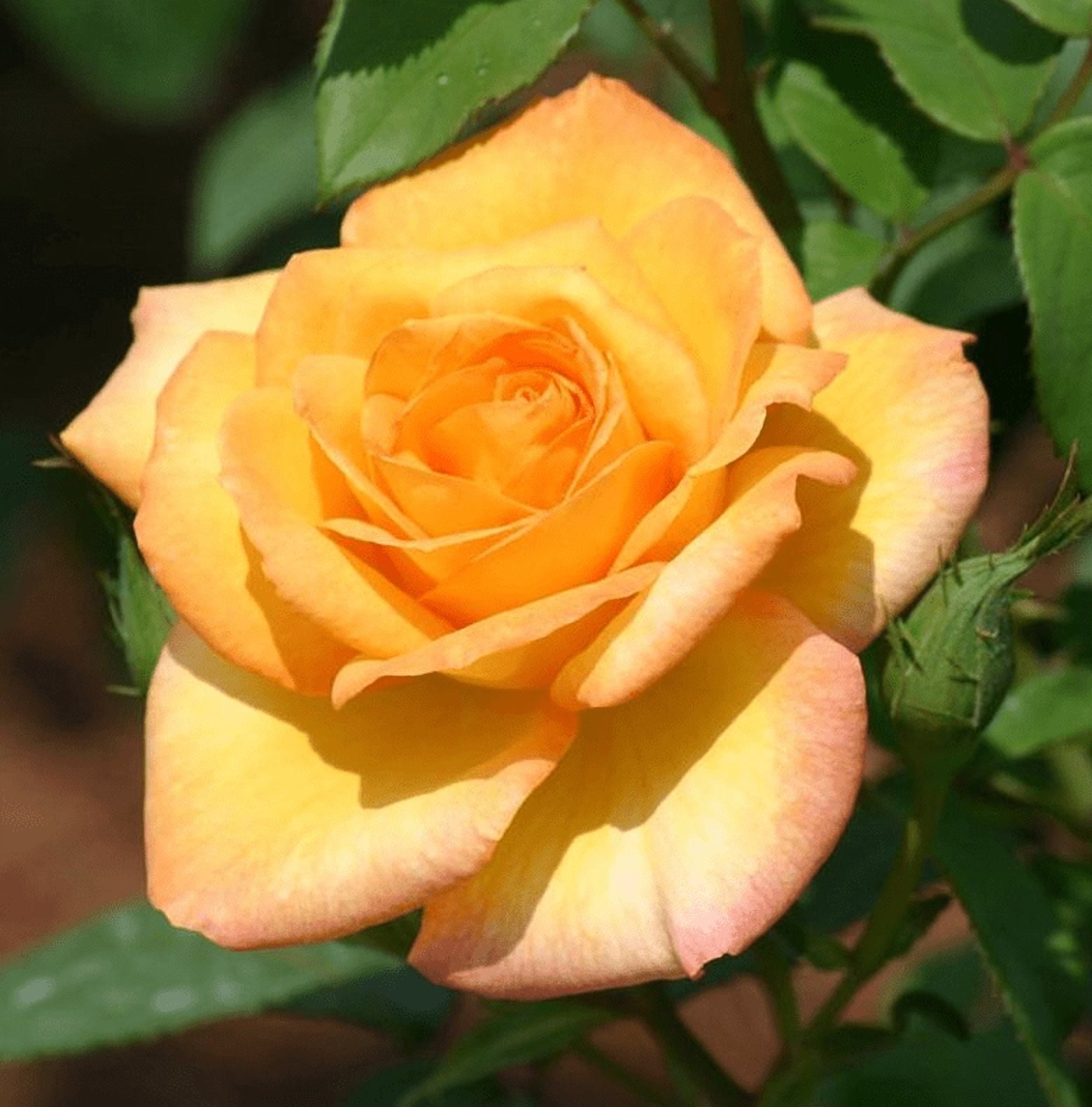 Gold Medal Rose Plant Live for Planting, Gold Rose Flowers Well Rooted Plant, 4-6 Inc Tall Indoor Outdoor