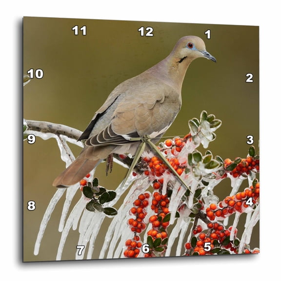 3drose, White Winged Dove on Icy Branch of Yaupon Holly, Hill Country, Texas, 15x15 Wall Clock