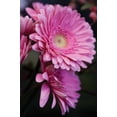 thumbnail image 2 of Berzel, Erin 13x18 Gold Ornate Wood Framed with Double Matting Museum Art Print Titled - Pink Gerbera Daisies IV, 2 of 4