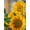 Unframed, variant on Art.com Smile: Sunny Sunflower Photo by Nicole Katano, 12" x 16"
