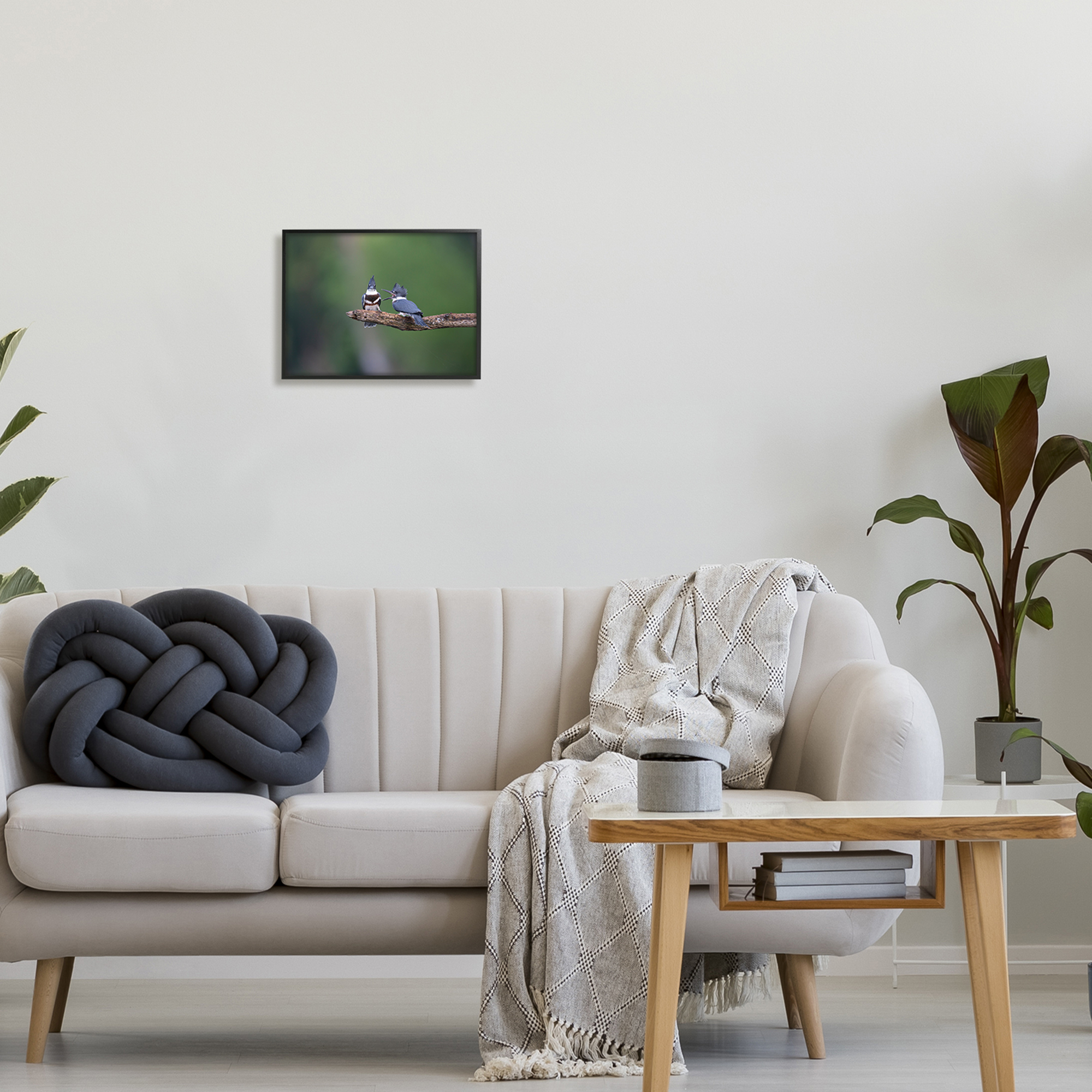 Stupell Industries Blue Jays on Branch Animals & Insects Photography Black Framed Art Print Wall Art, 14 x 11