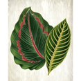 thumbnail image 3 of Allen, Kimberly 12x14 Black Modern Framed Museum Art Print Titled - Botanical Greens 3, 3 of 5