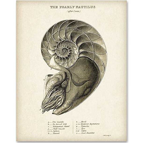 Pearly Nautilus Shell Artwork 11x14 Unframed Art Print Great Beach House Decor Walmart Com