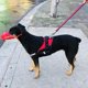 thumbnail image 4 of 2 PCS Mascota Perro Con Correas Autoadhesivas Ajustables Tela De Nylon Transpirable Yinane Máscara de boca de cachorro de perro mascota, 4 of 8