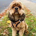 thumbnail image 5 of Voyager Step-In Plush Dog Harness – Soft Plush, Step In Vest Harness for Small and Medium Dogs by Best Pet Supplies - Harness (Beige Plush), XL (Chest: 20.5 - 23"), 5 of 9