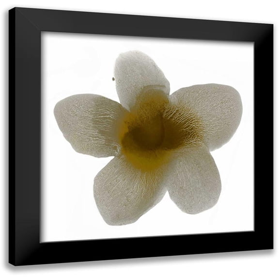 Carlson, Hannah 12x12 Black Modern Framed Museum Art Print Titled - Bloom Taupe II