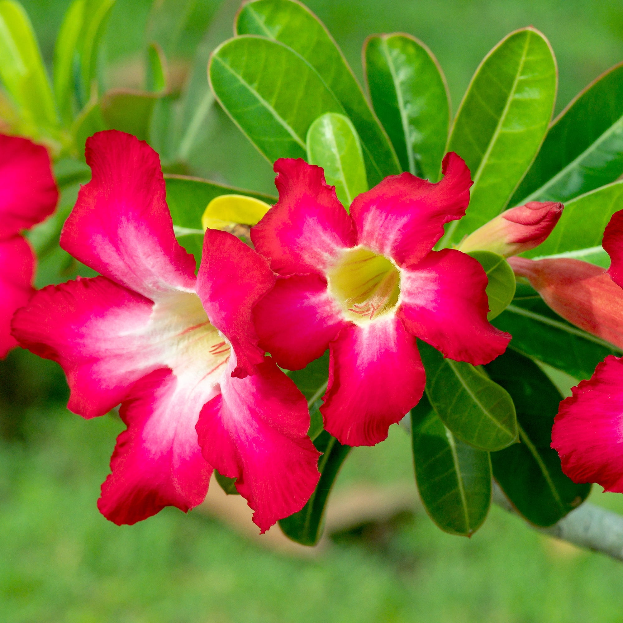 Altman Plants Red Desert Rose Succulent (Adenium) in 1 Gallon Grower Pot