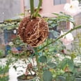 thumbnail image 4 of Dispositif d'Enracinement de Plantes Boule de Racine Boule de Racine de Plante, Boîte de Greffage de Racines pour Roses, Arbres, Buissons Fruitiers, 4 of 5