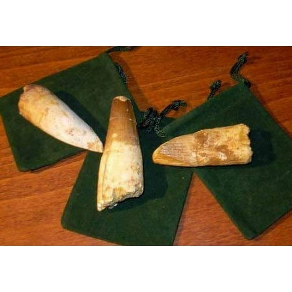 Genuine Spinosaurus Fossil Tooth - Extra Large!