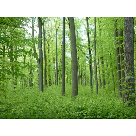 Framed Art for Your Wall Book Green Nature Forest Beech Wood Spring Trees 10x13