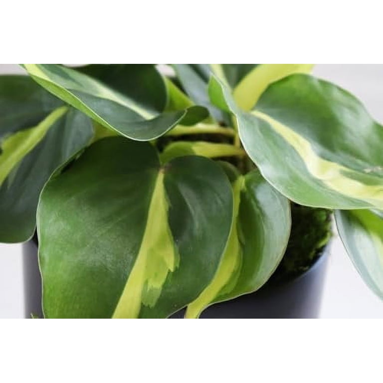 indoor succulent bowl Succulent Bowl: Low-Maintenance Greenery for Home or Office – Jerome  Florists Inc main image 1