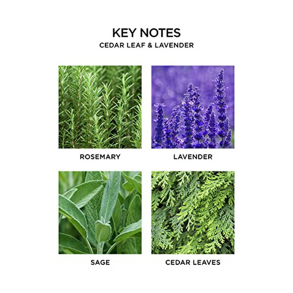 NEST Fragrances Cedar Leaf .. & Lavender Liquid Hand .. Soap, 10 Ounce, 10 .. Fl Oz
