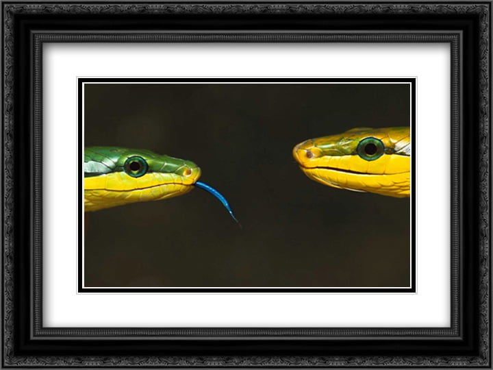 20 x 28 Colubrid Snakes making initial contact to identify friend enemy or prey Poster Print by Heidi and Hans-Juergen Koch 