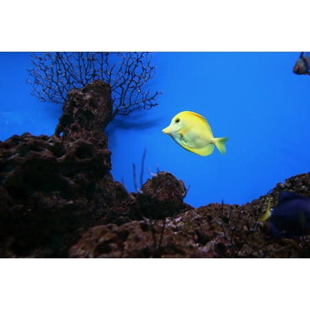 Canvas Print Popular Saltwater Fish Yellow Tang Reef Aquarium Stretched Canvas 10 x