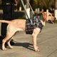 thumbnail image 1 of Adjustable Dog Support Harness for Front and Rear Legs Lifting Rehabilitation Vest for Old Dogs with Disabilities Pet Supplies ShopWise Round, 1 of 11