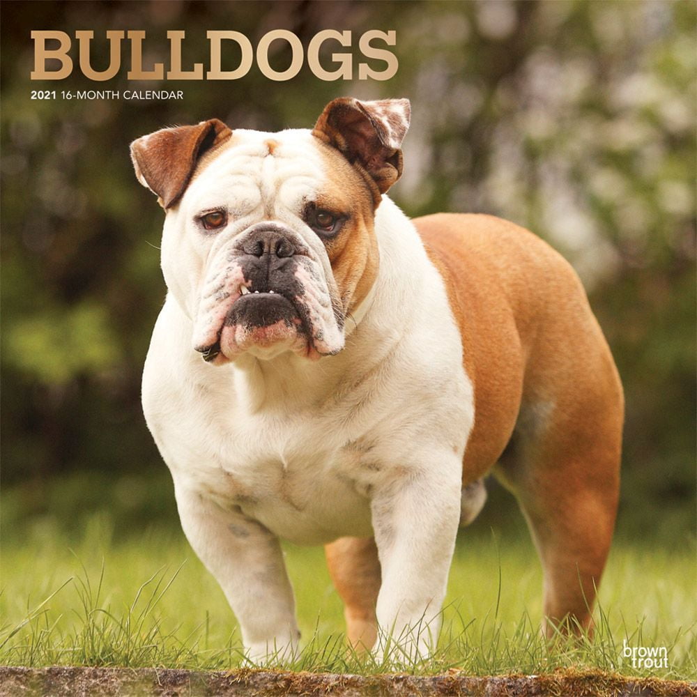 Bulldogs Wall Calendar - Walmart.com