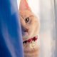 thumbnail image 5 of UPOUART 80Ud Pequeñas Plateadas Para Mascotas Y Duradero En, 5 of 7