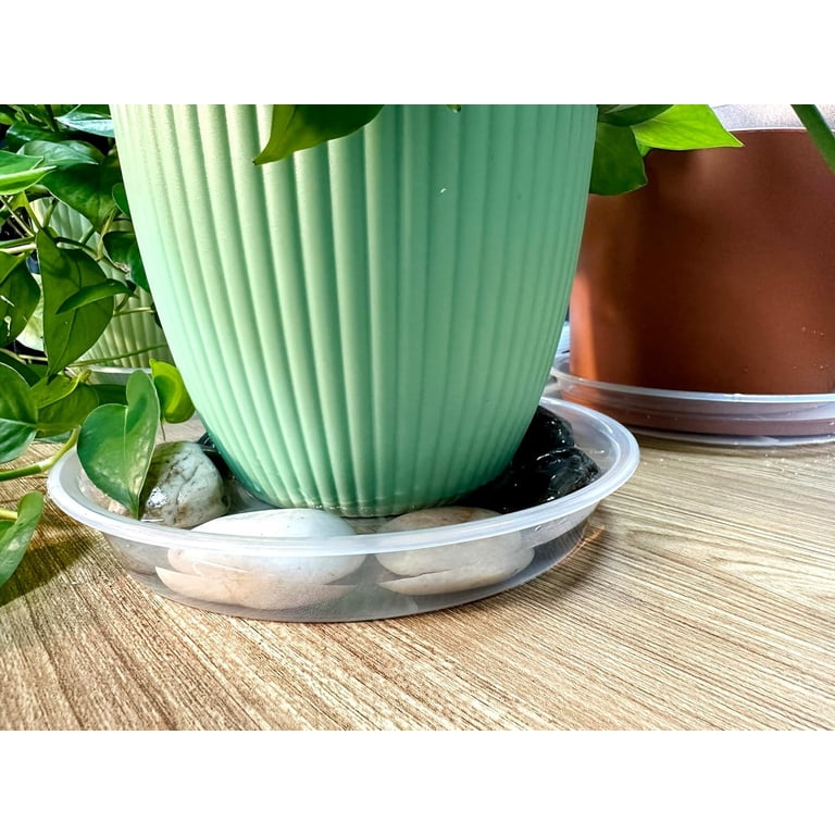 arrow philodendron Philodendron mexicanum  Foliage Factory