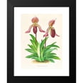 thumbnail image 2 of Jean Jules Linden 15x18 Black Modern Framed Museum Art Print Titled - Cypripedium Fraseri (1885-1906), 2 of 5